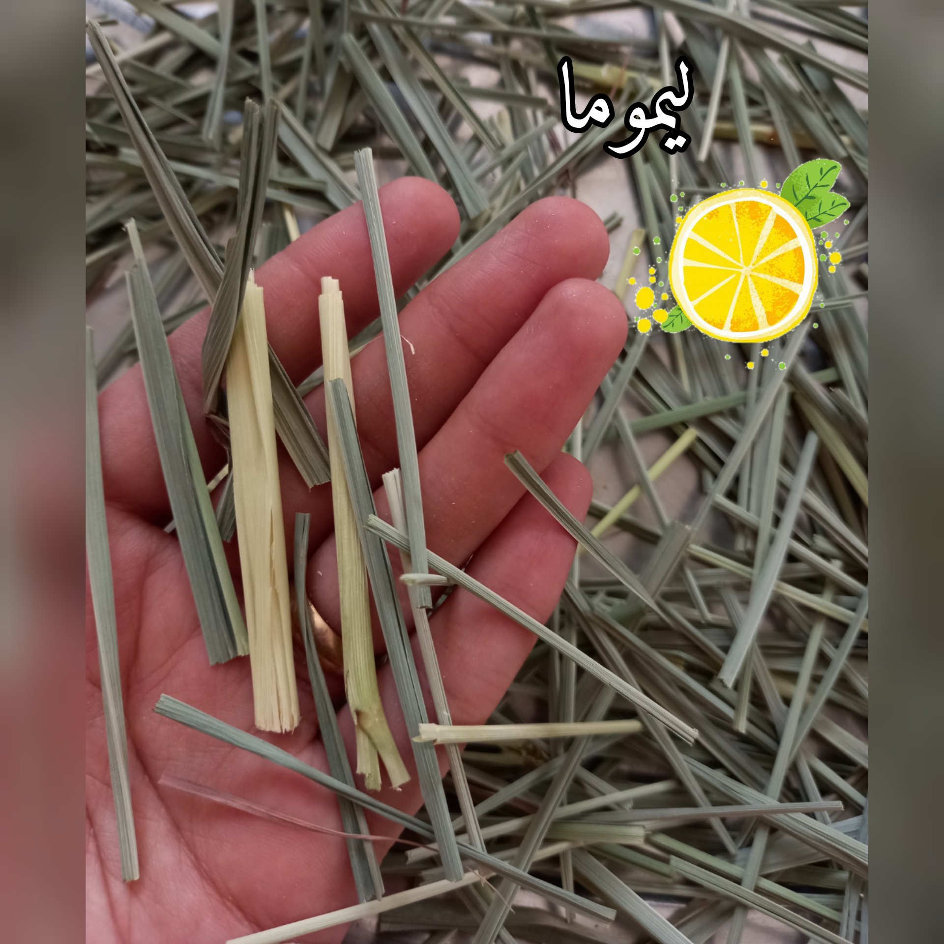 لمون گراس علف لیمو(50گرم)تازه وخوشعطر بادمنوش لمونگرس