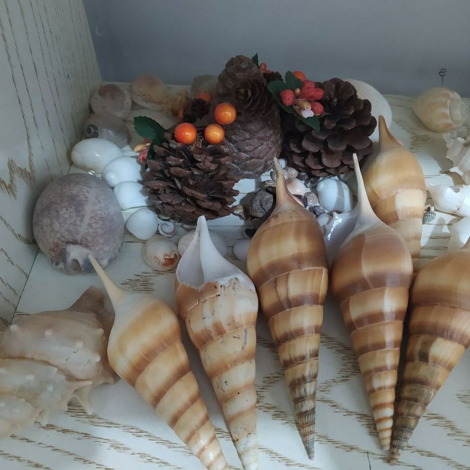 انواع صدف دریایی 