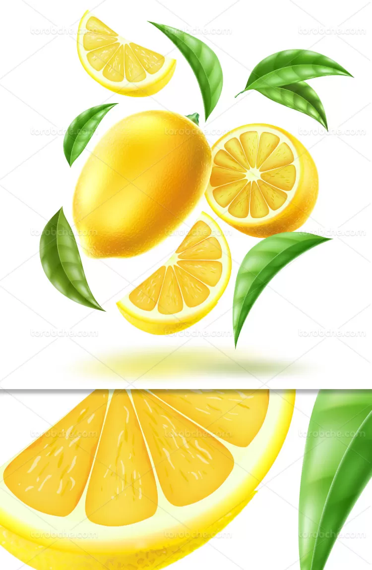 وکتور لیمو ترش تازه | گرافیک با طعم تربچه