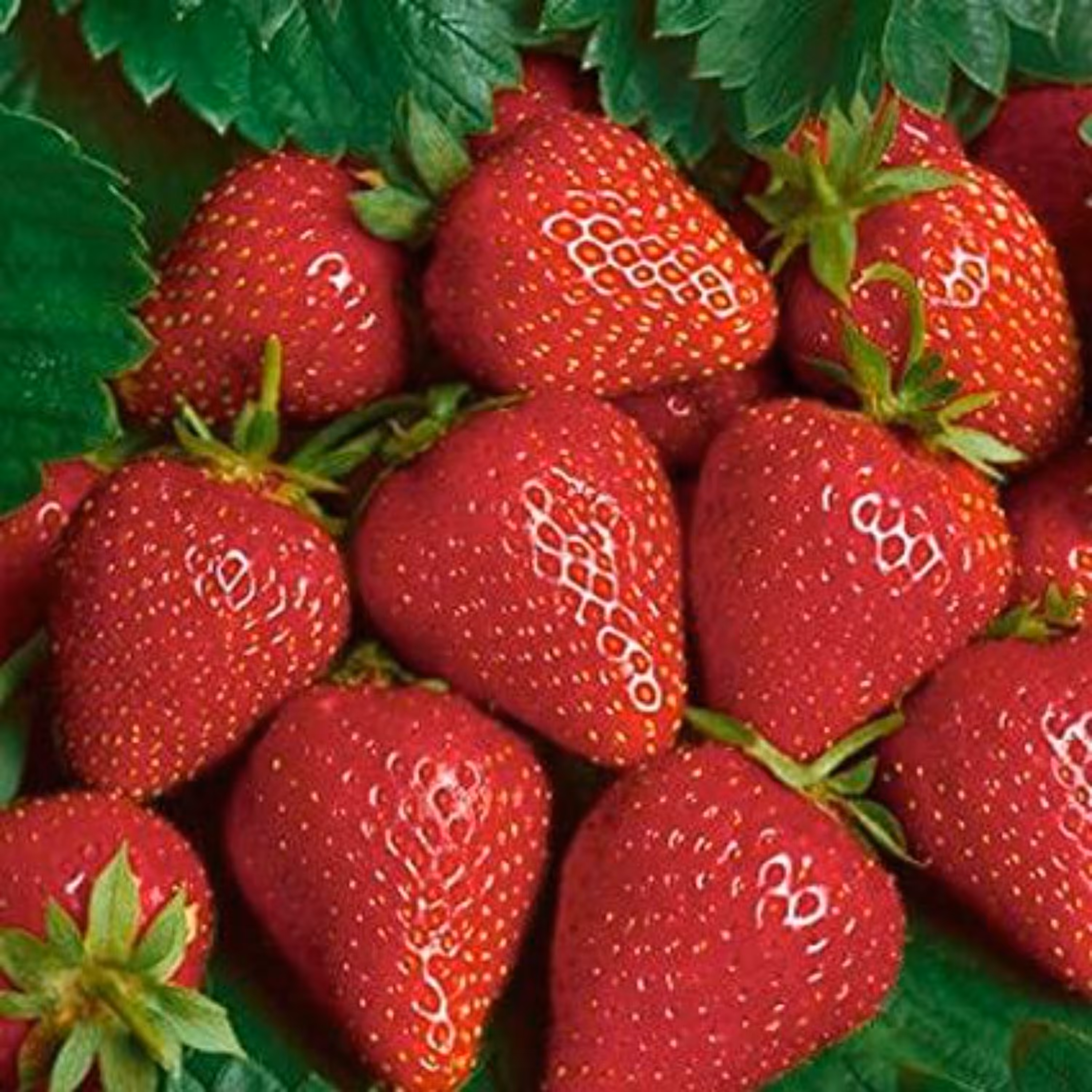 بذر توت فرنگی آلبیون کانادایی بسته 10 عددی