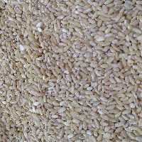 گندم حلیم تمیز درجه یک ( کیفیت تضمینی)