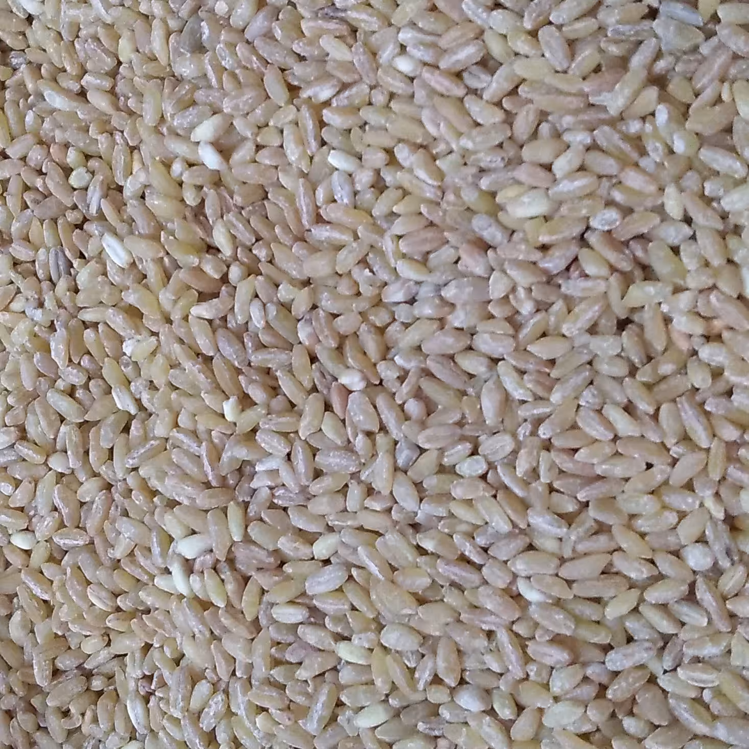 گندم حلیم تمیز درجه یک ( کیفیت تضمینی)