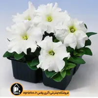 بذر گل اطلسی Eagle ساکاتا