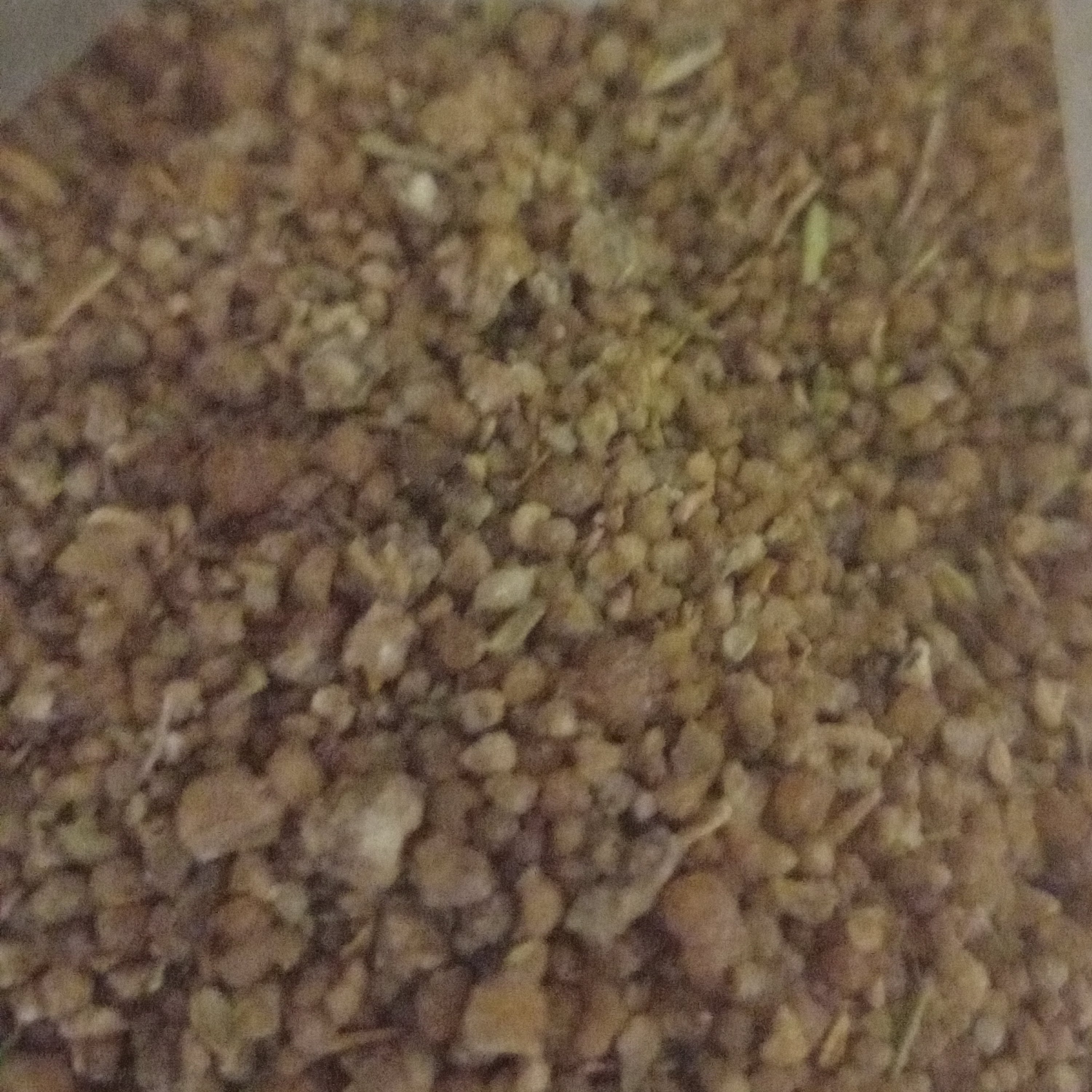 ترنجبین  درشت 