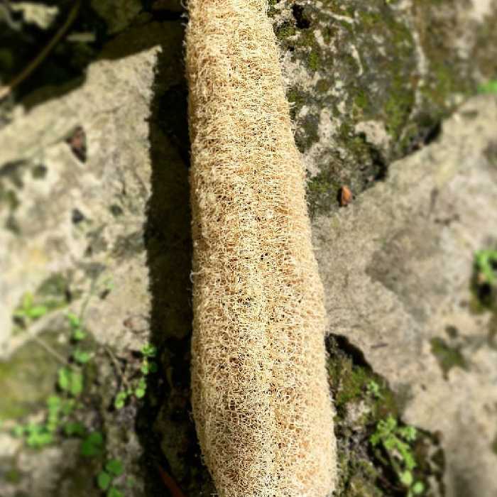 میوه کامل گیاه لوفا 30 تا 35سانتی متر طول