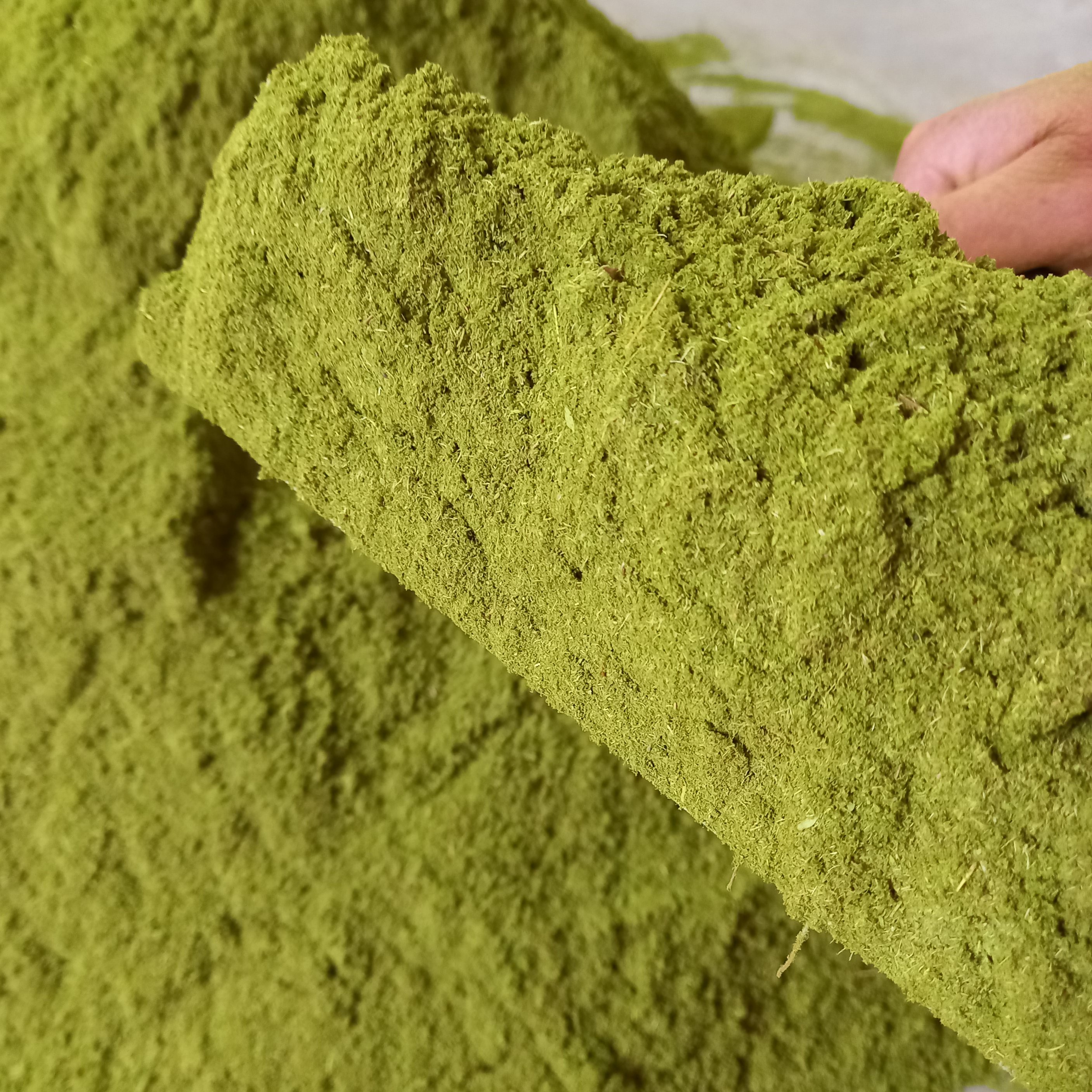 پودر آویشن کوهی 100  گرمی حوش رنگ و خوش عطر پرخاصیت 