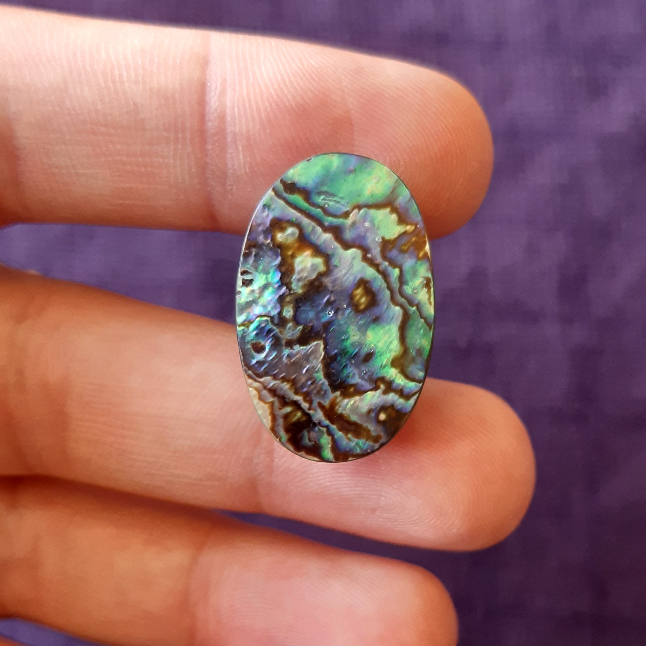 نگین صدف آبالون کاملا طبیعی درشت و مرغوب