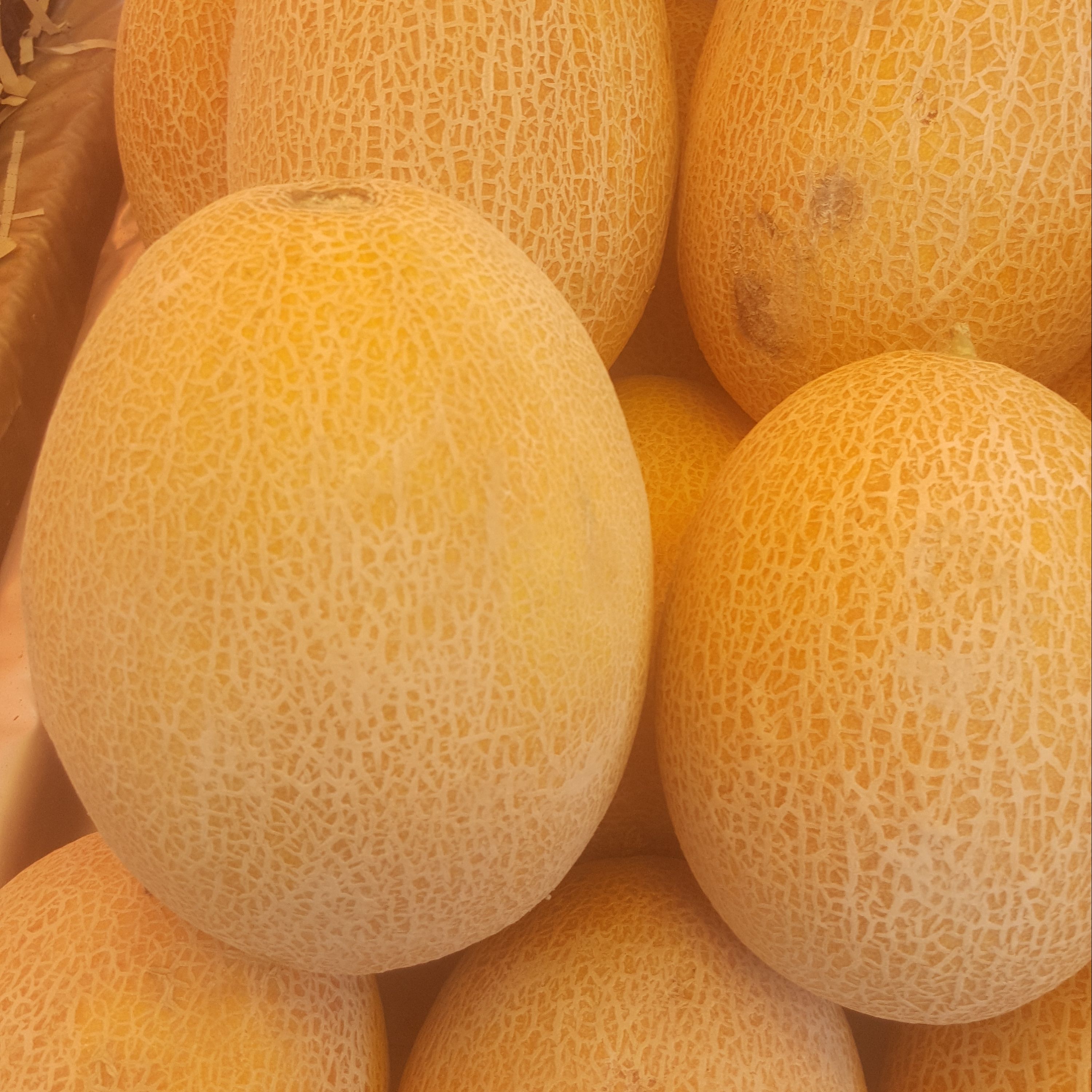 بذر خربزه آتشین 20 عددی