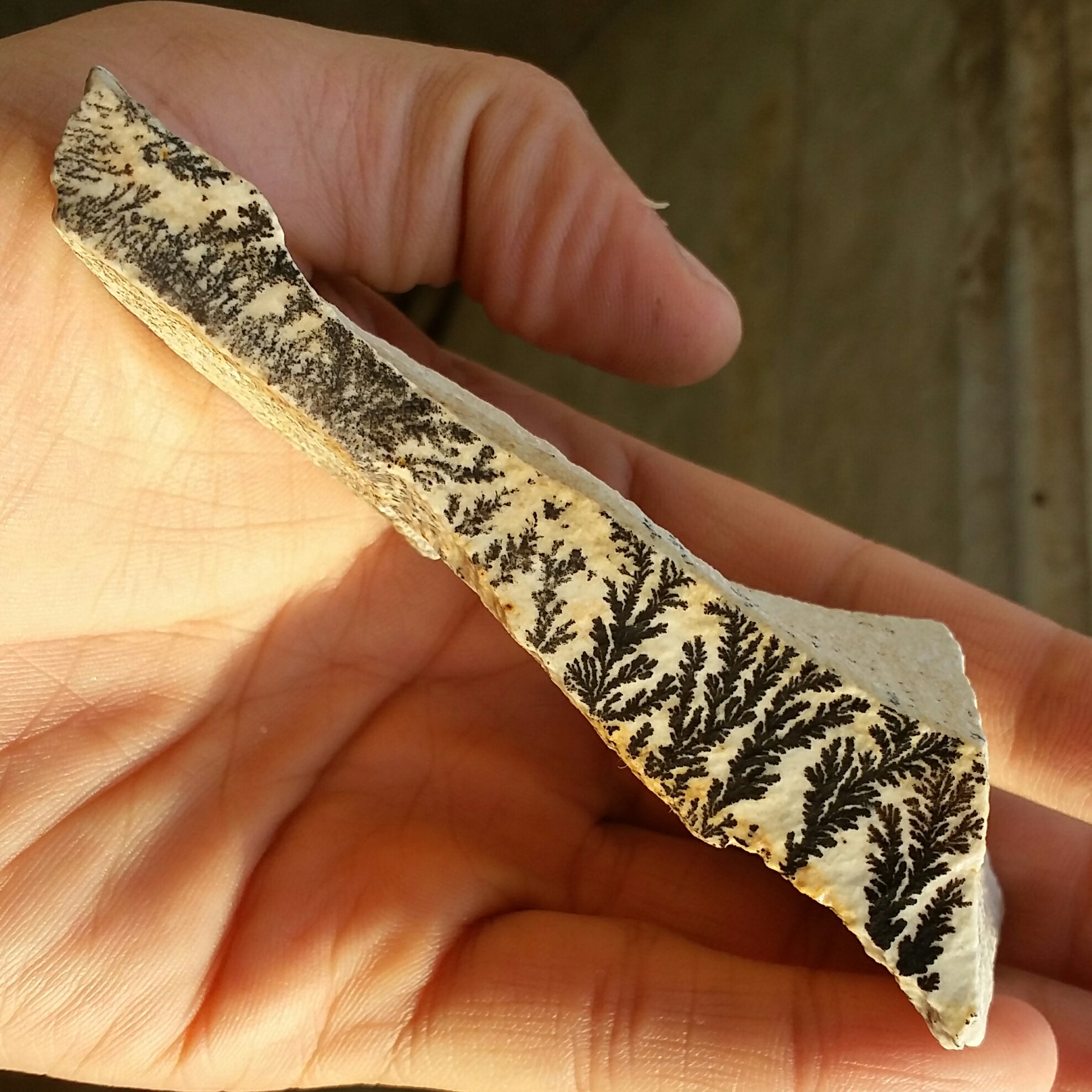 سنگ راف صد در صد طبیعی شجر دندریتی یا فسیلی محششر خاص شاااهکار خلقت
شجر واضح بی نظیر
