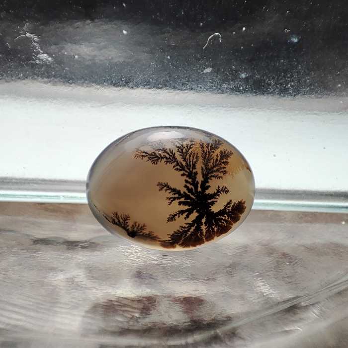 شجر  قائن کد 590