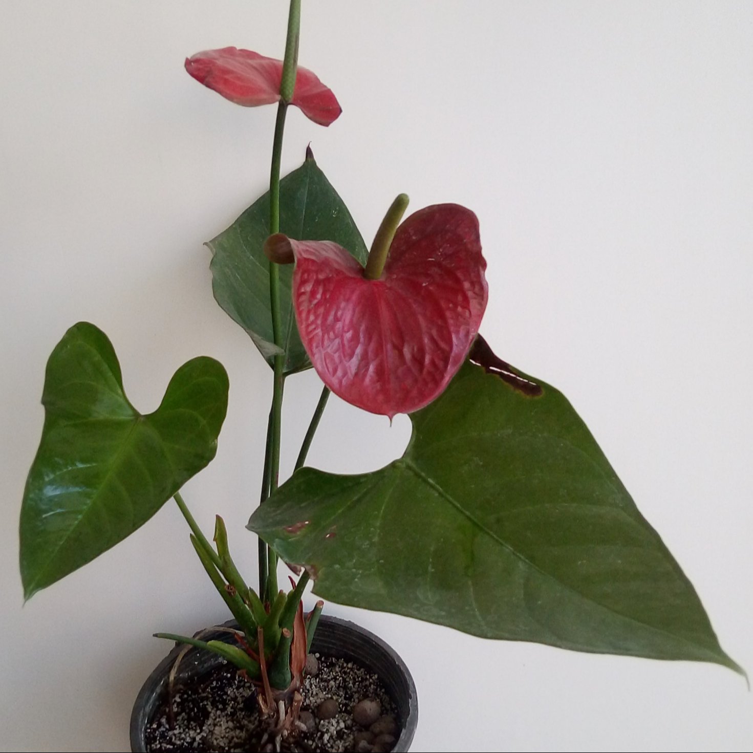 گلدان آنتریوم