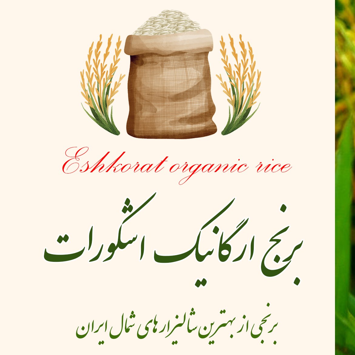 برنج ایرانی  ارگانیک اشکورات 3 کیلوگرمی صددرصد خالص  درجه یک 
