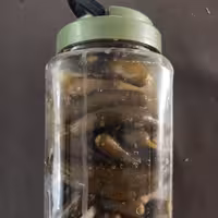 خیار شور خانگی ترد و خوشمزه با خیارهای ریز و بسیار خوشمزه