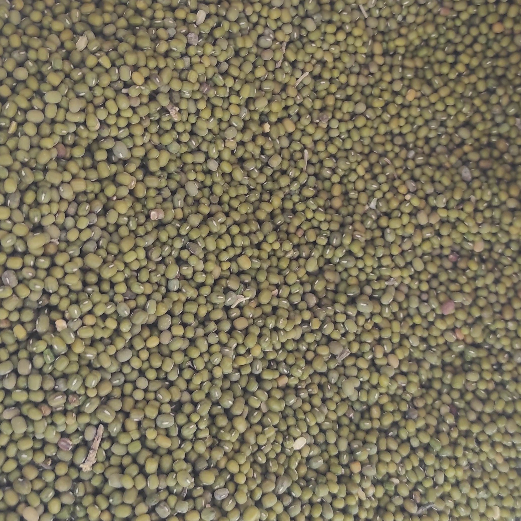 ماش محلی منطقه آبخیز کلات 1000گرمی