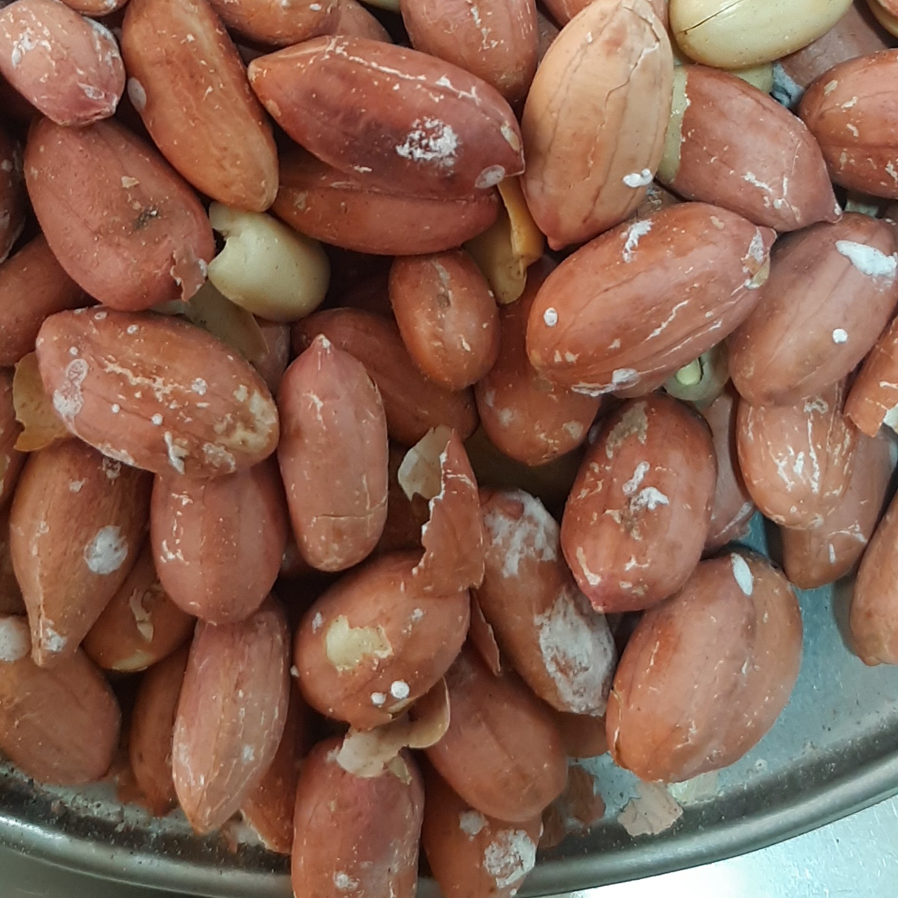 بادام زمینی آستانه اشرفیه