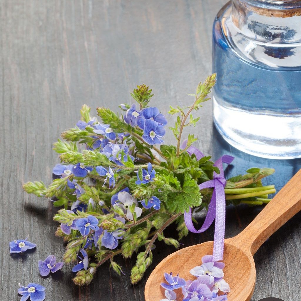 عرق کاسنی طبیب شاه سلطان (صد در صد طبیعی )