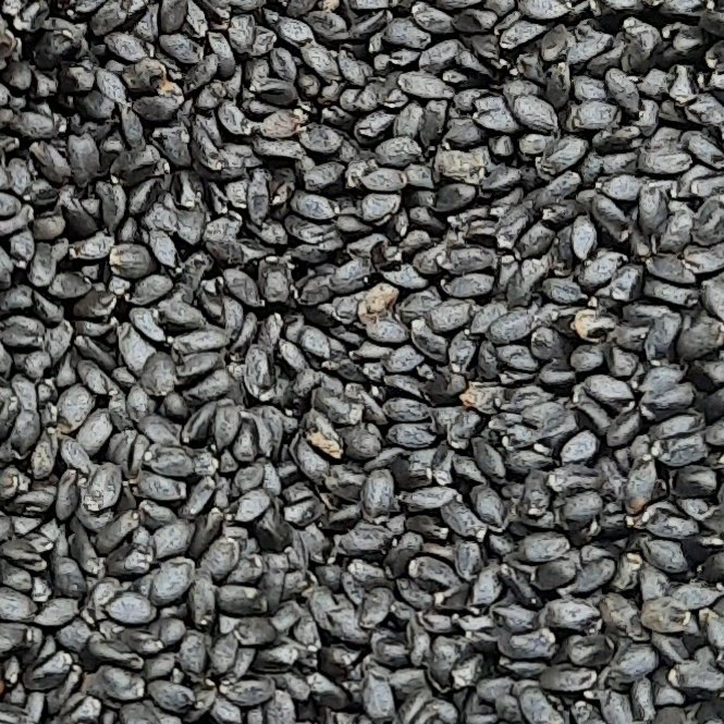 تخم شربتی درشت