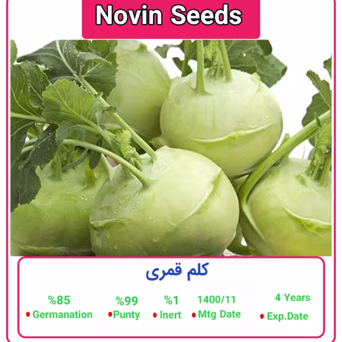 بذر کلم قمری پاکت خانگی