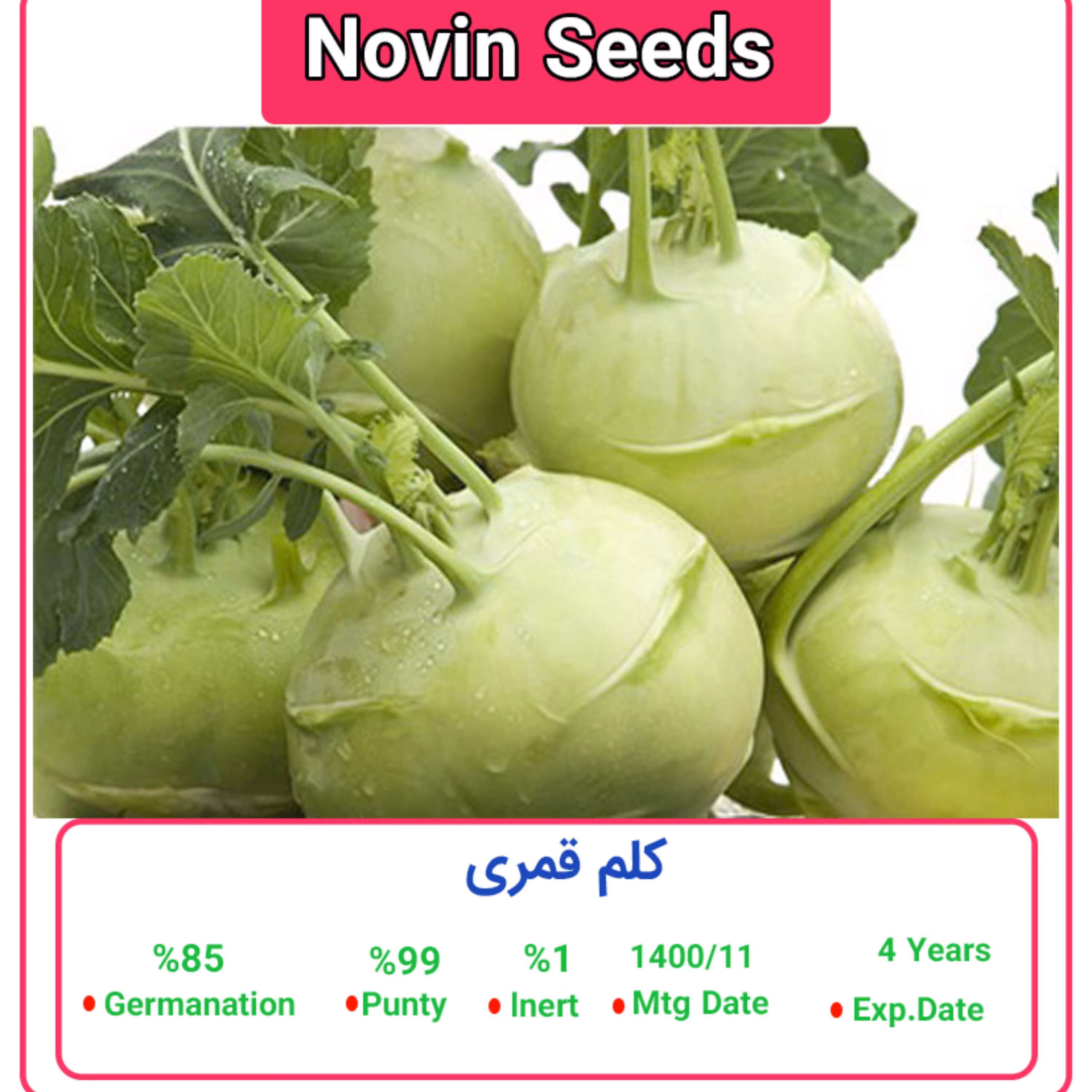 بذر کلم قمری پاکت خانگی