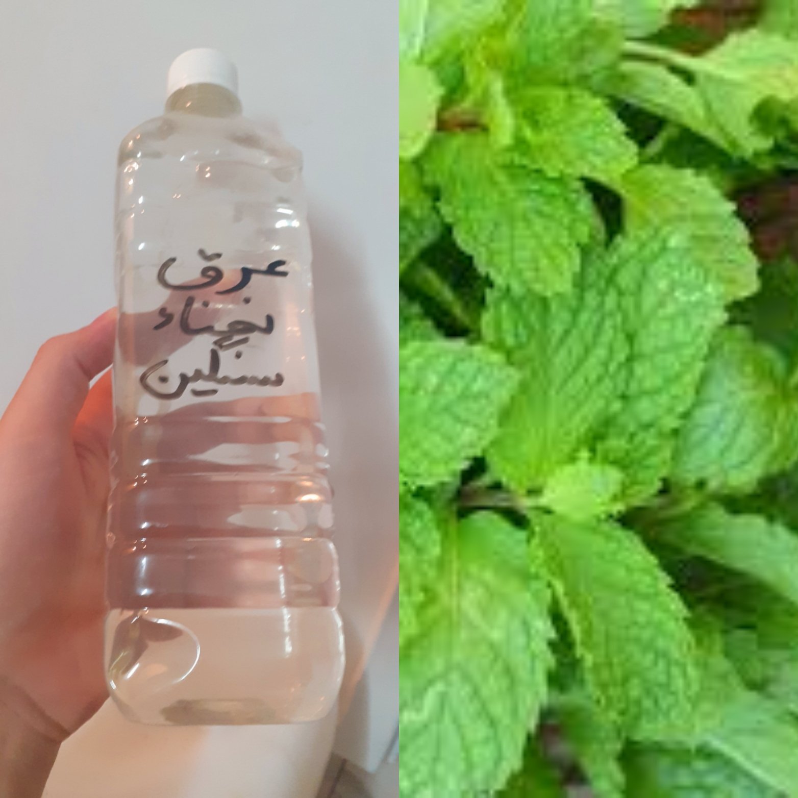 عرق نعناء 2 لیتری غلیظ_سنگین (تقویت کننده دستگاه گوارش _ خوش بویی دهان _ ضد نفخ )