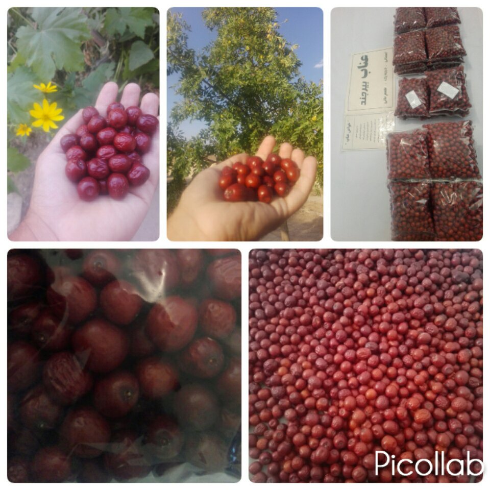 عناب بیرجند ( سایز متوسط، 500 گرمی )