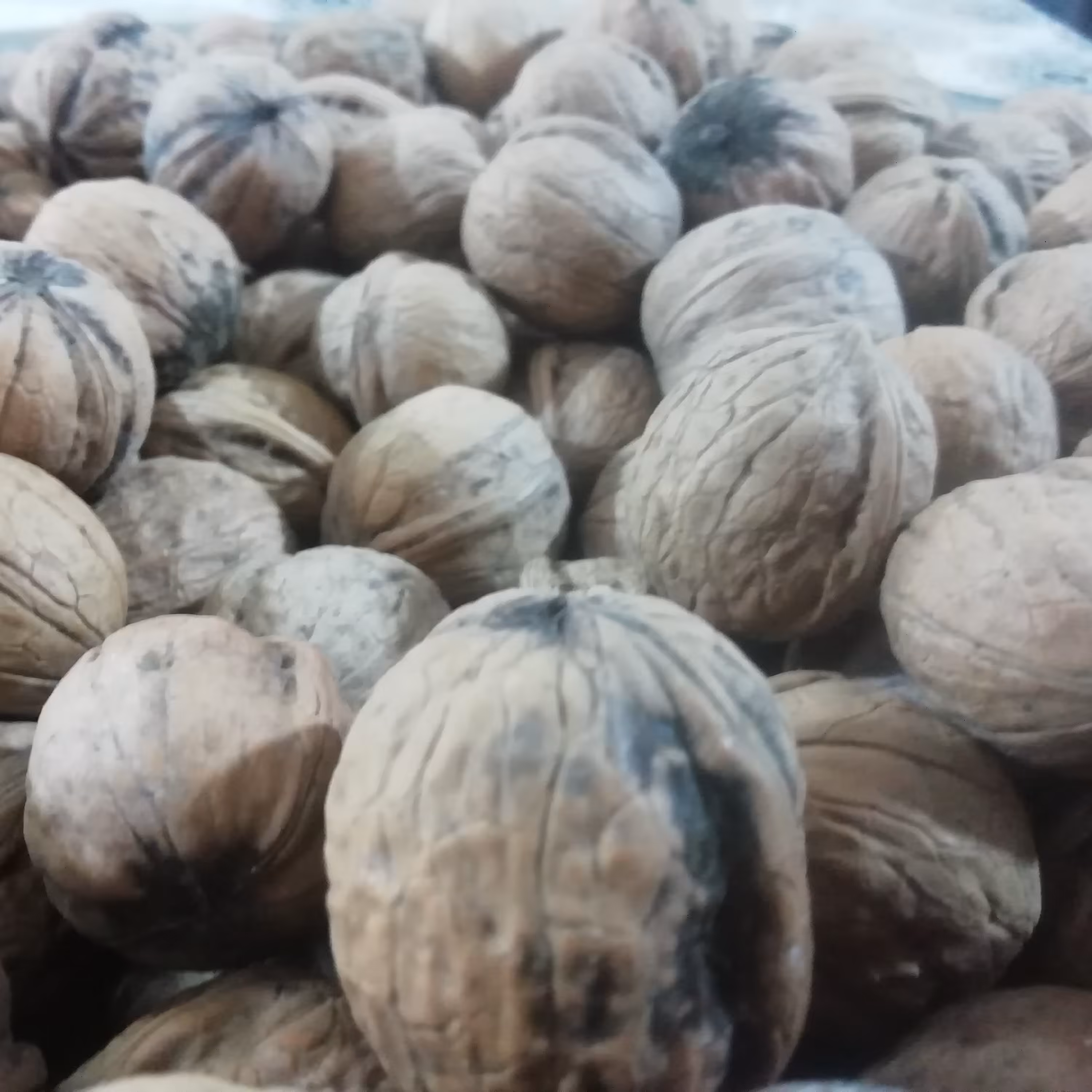 گردو  ایرانی