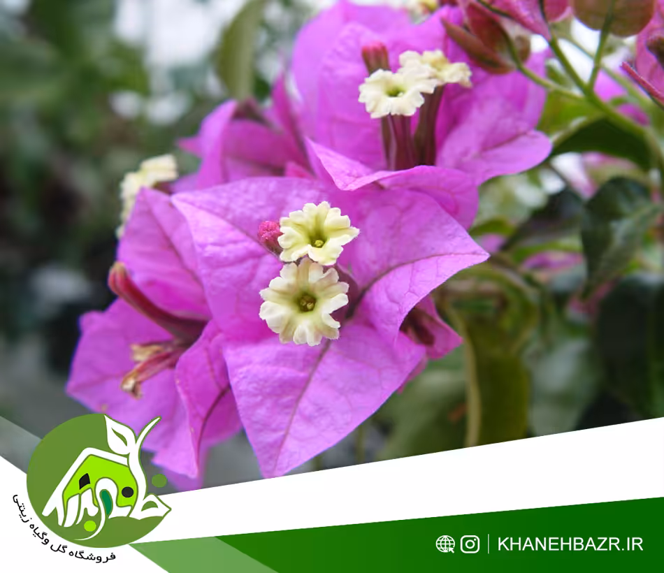 بذر پیچک گل کاغذی Bougainvillea - خانه بذر | فروشگاه بذر وارداتی گل و گیاه زینتی 1404