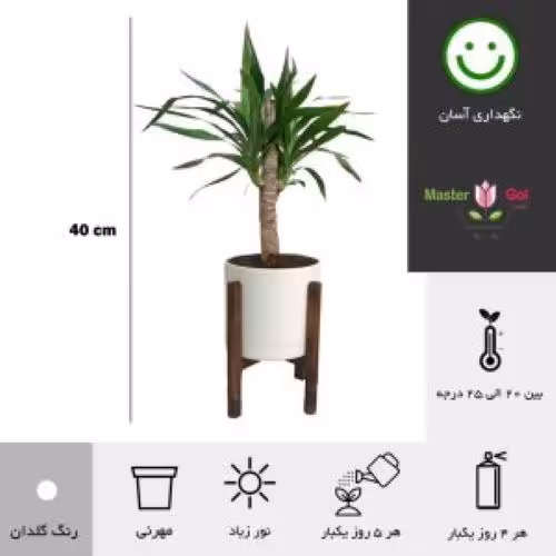 درختچه یوکا  با گلدان  پلیمری مقاوم
 به همراه زیر گلدانی و پایه چوبی