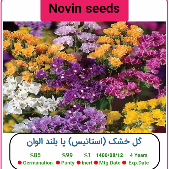 بذر گل خشک (استاتیس) پا بلند الوان