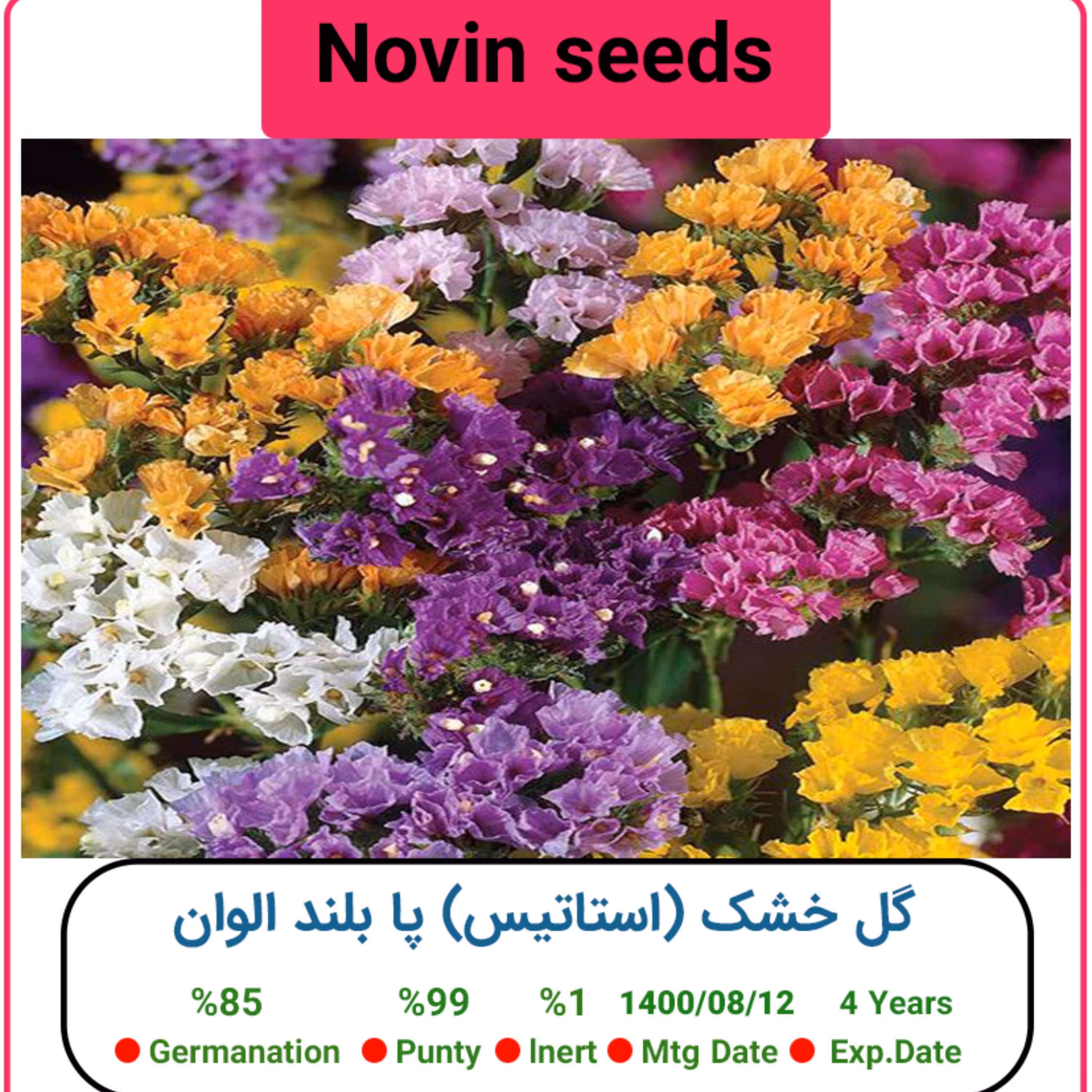 بذر گل خشک (استاتیس) پا بلند الوان