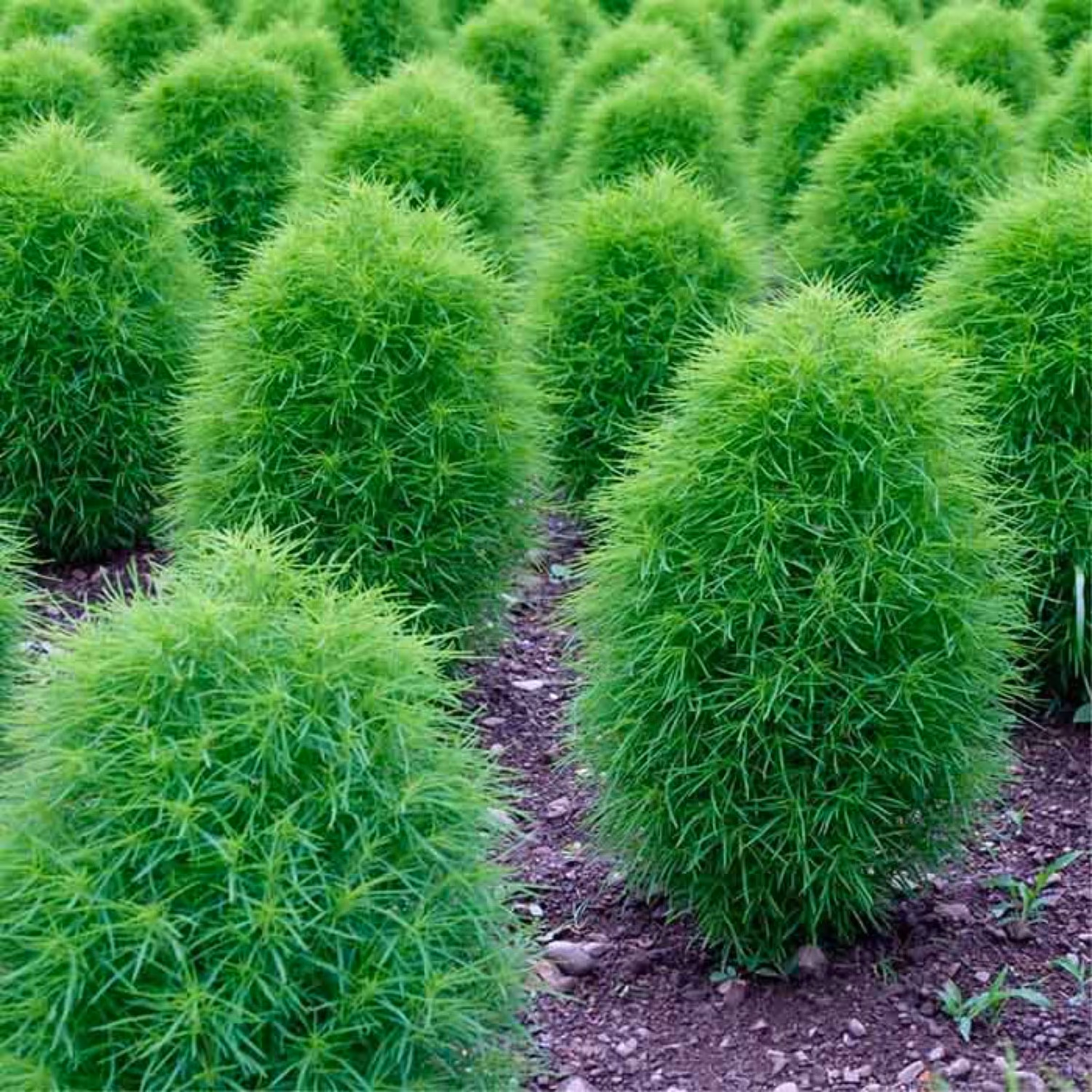 بذر جاروی زینتی آمریکایی بسته 50 عددی