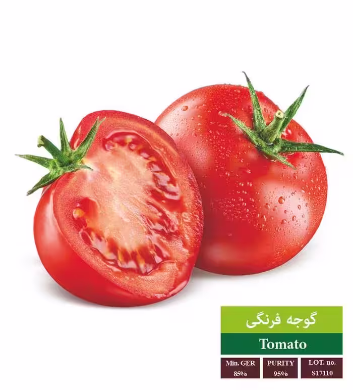 بذر گوجه فرنگی - بذر طلایی رویان