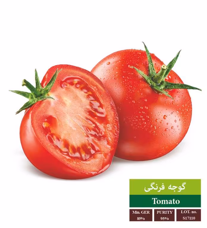 بذر گوجه فرنگی - بذر طلایی رویان