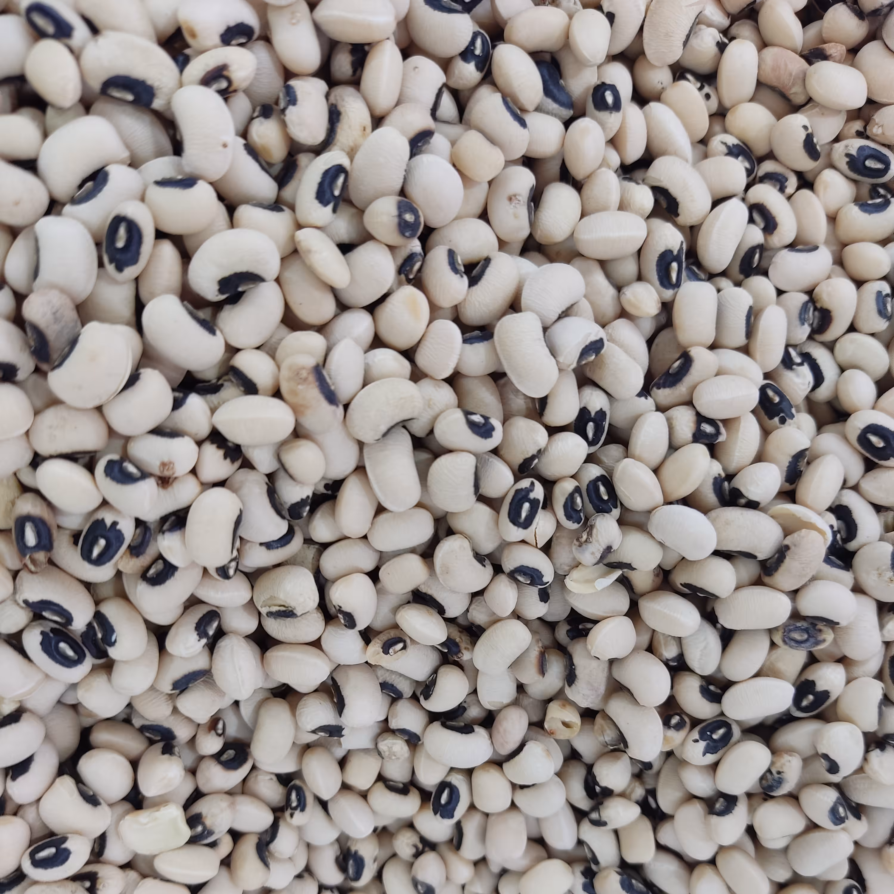 لوبیا چشم بلبلی درجه یک و ممتاز یک کیلوگرم