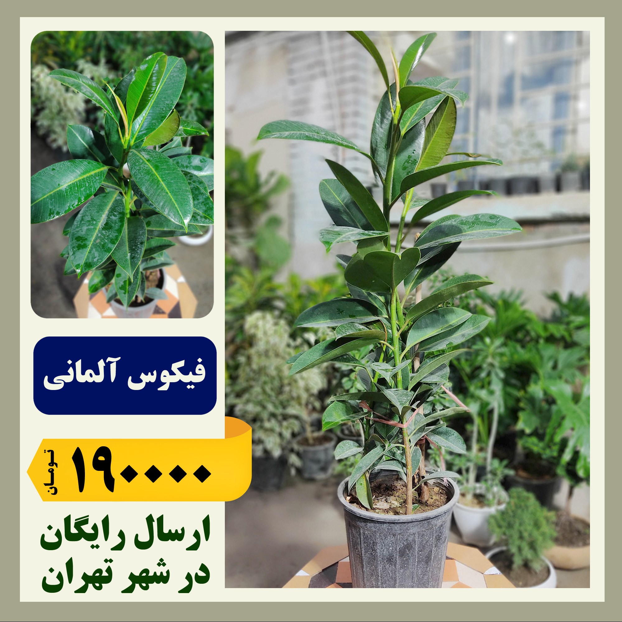 فیکوس آلمانی