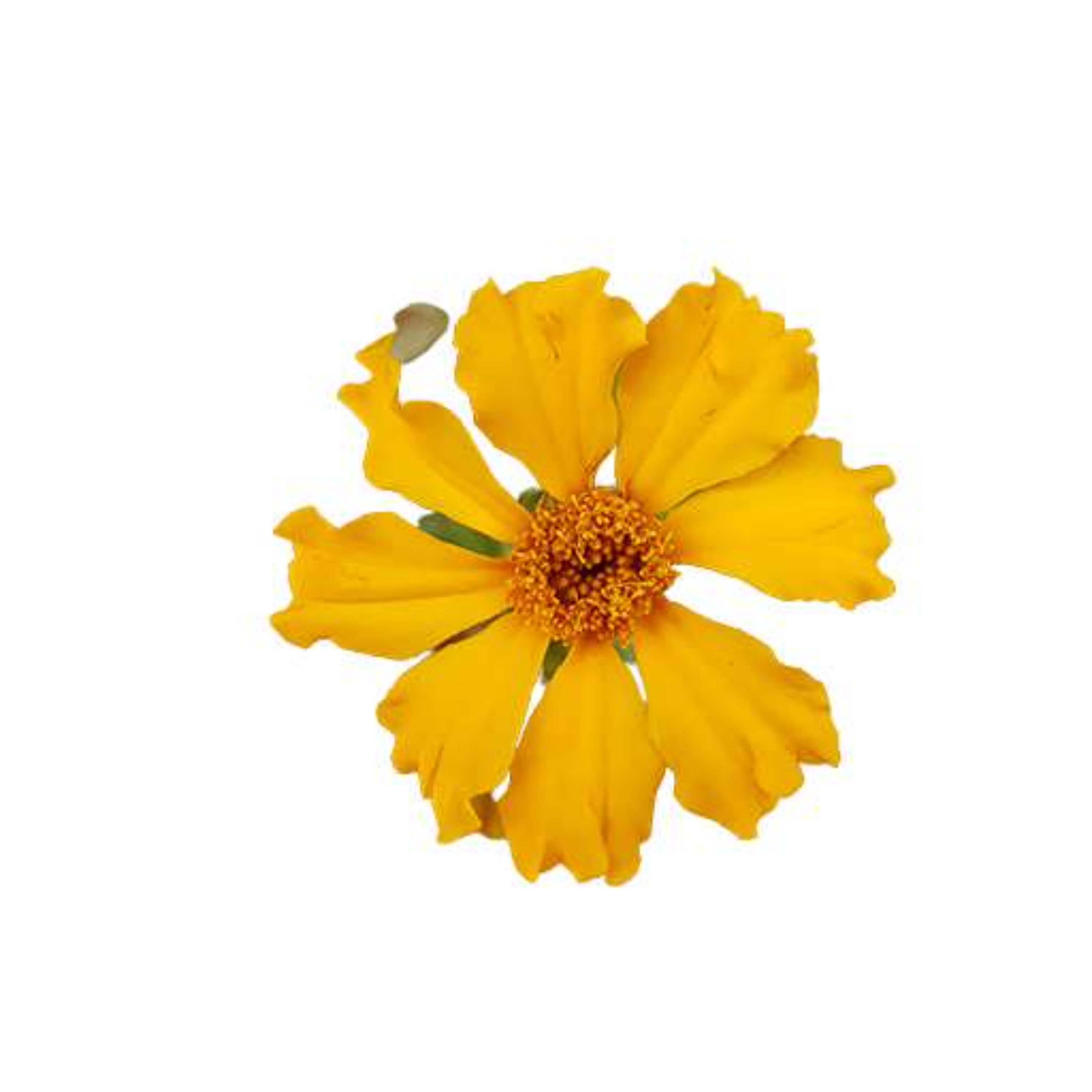 بذر گل جعفری کم پر 1 گرمی