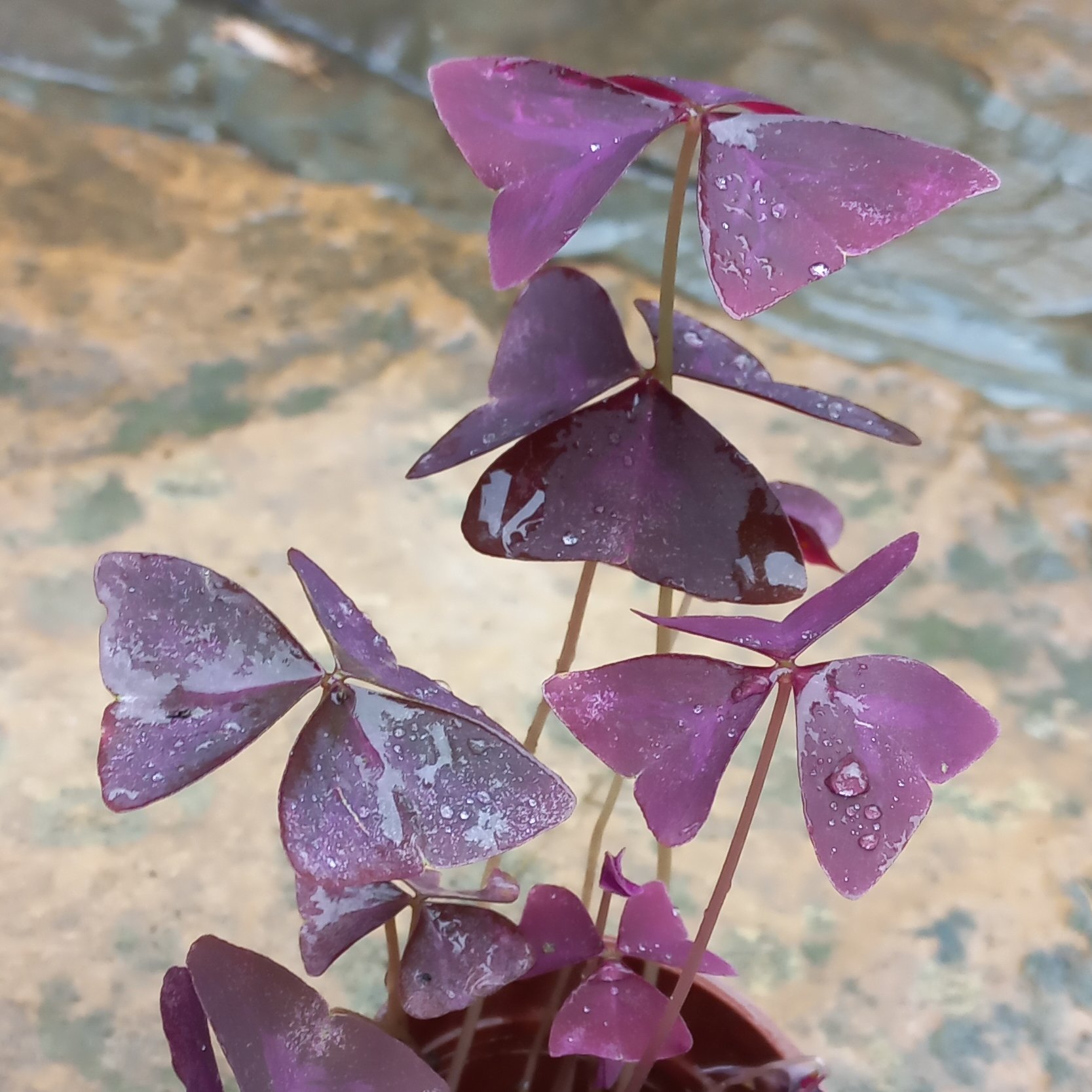 گل زیبای اگزالیس بنفش..گلدان کوچک..ارسال با اتوبوس یادفتر چاپار و پس کرایه 