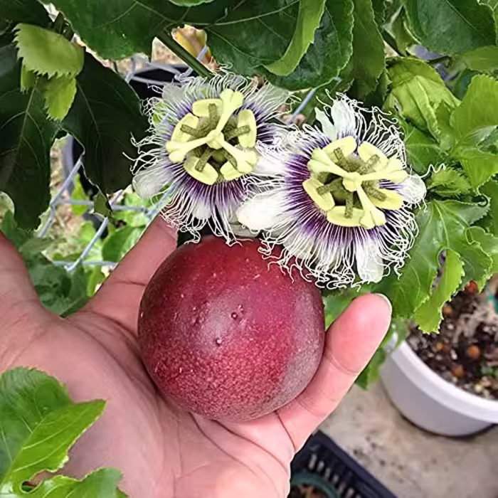 5 عدد  بذر پشن فروت هیبرید درشت - Passiflora