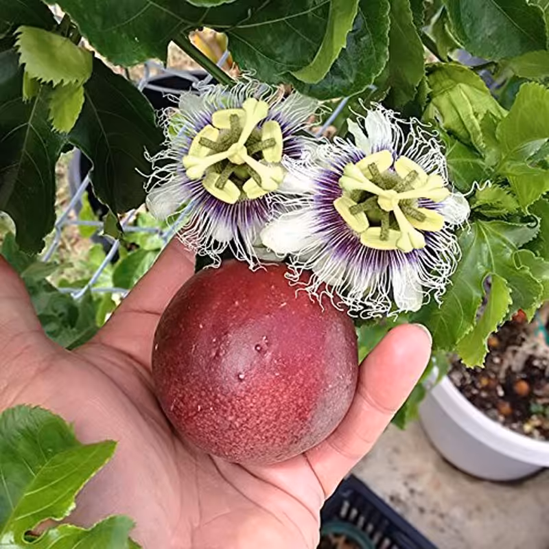 5 عدد  بذر پشن فروت هیبرید درشت - Passiflora