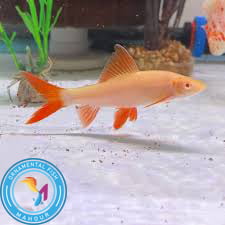 شارک کرم6الی 9سانت - آکواریوم ماهور