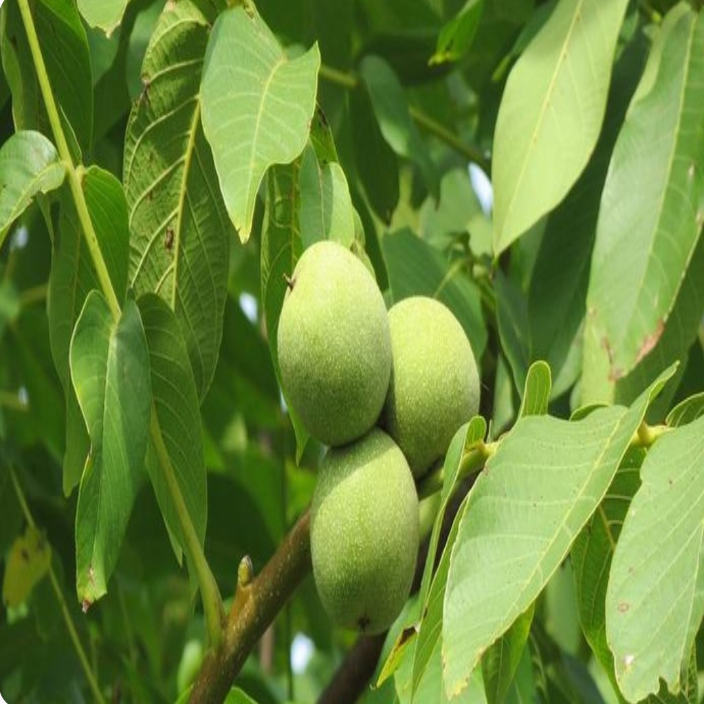 عرق برگ گردو اعلا - 1 لیتر