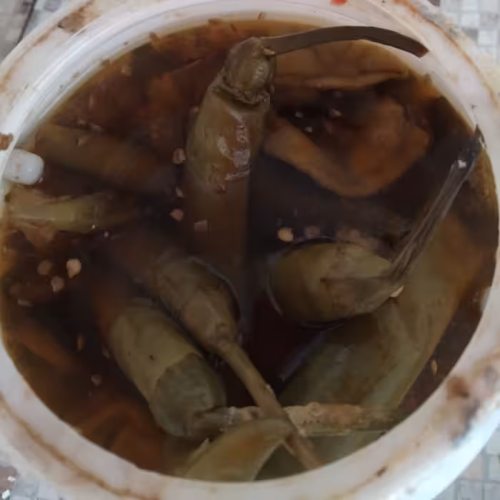 انواع ترشیجات خانگی و بهداشتی  بادمجان شکم پر لیته سالاد سیر ترشی ترشی پیاز ترشی آلبالو ترشی کلم  هفته بیجار 