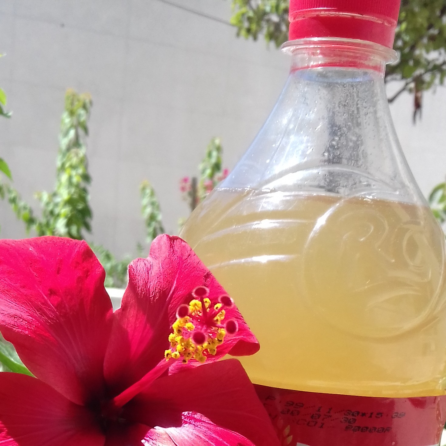 سرکه سیب 1.5 لیتری