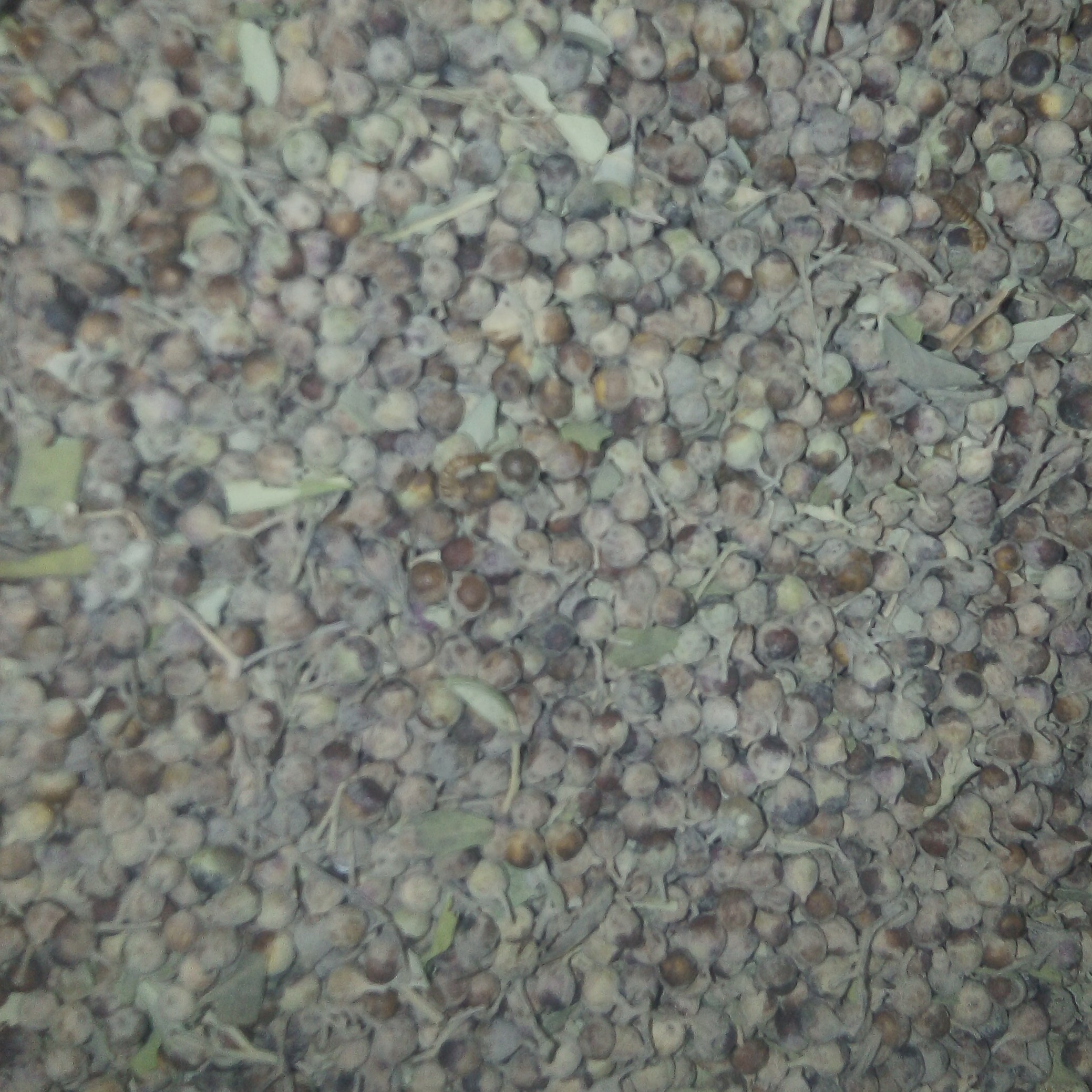 پنج انگشت   100گرمی