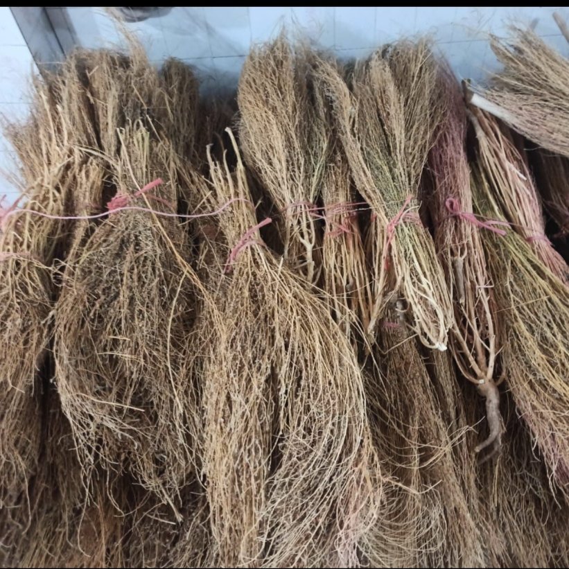 جارو فراشی شهرداری چوبی بی دسته درجه یک