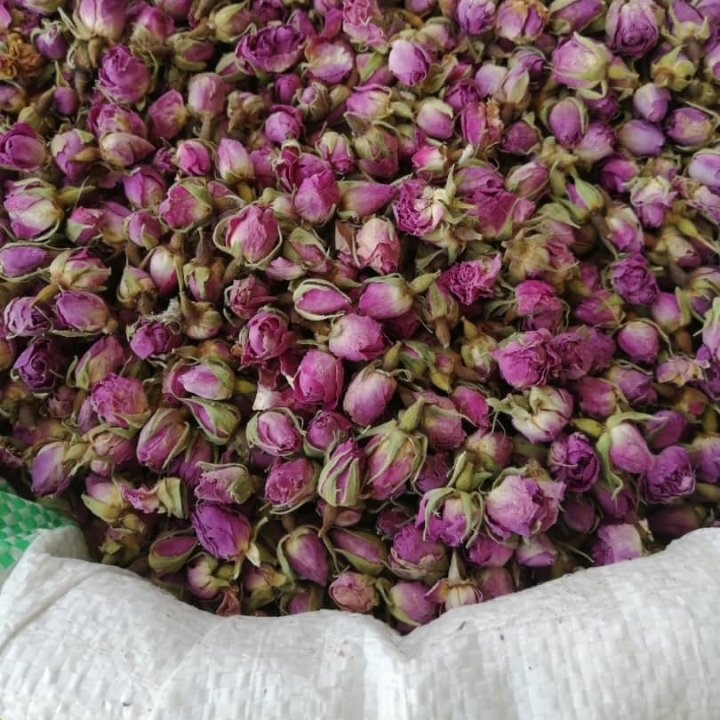 غنچه گل محمدی .