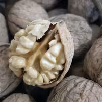 گردو محصول امسال پرچرب و سفید