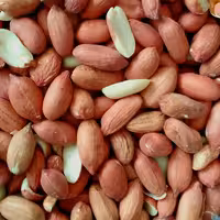 بادام زمینی درجه 1 خام امسالی 