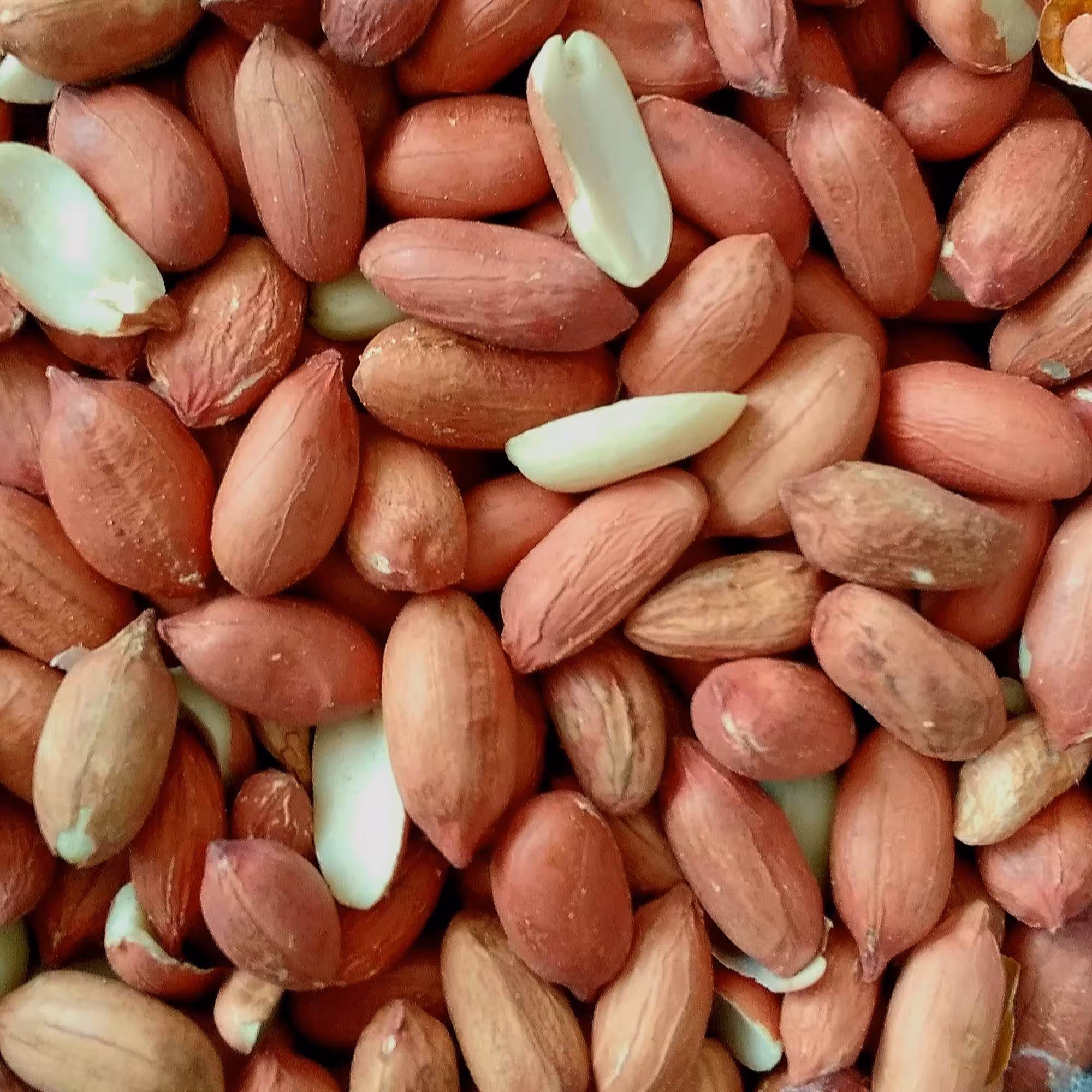 بادام زمینی درجه 1 خام امسالی 