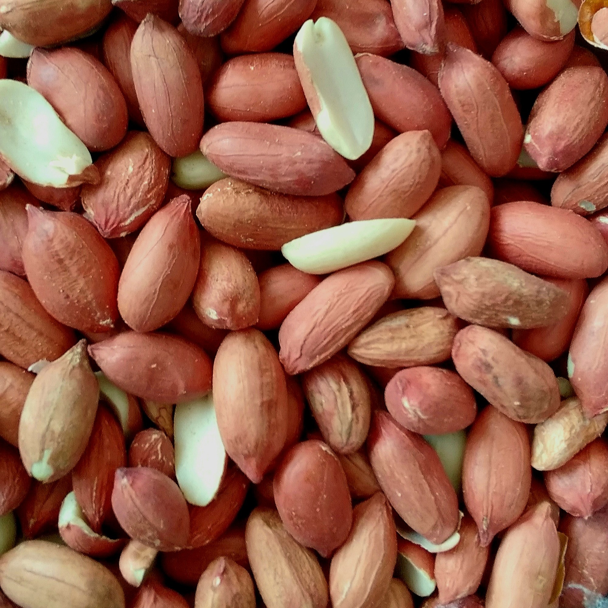 بادام زمینی درجه 1 خام امسالی 